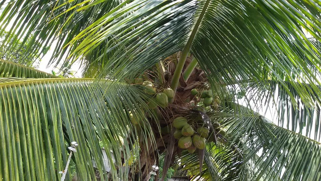 Keralan Homestay Alappuzha India